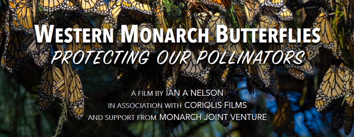 Film Screening: Western Monarch Butterflies: Protecting Our Pollinators with Q&A to follow